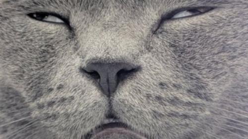 白目をむいている猫