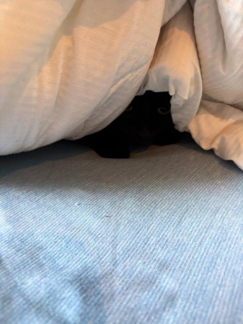 布団に隠れている猫