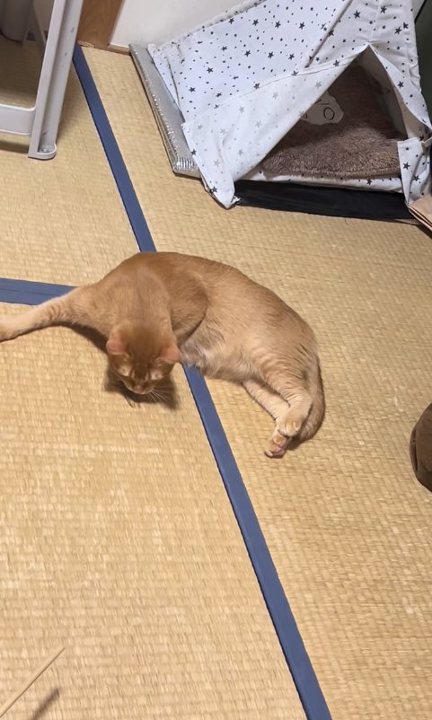 セミのお尻の匂いを嗅いでいる猫
