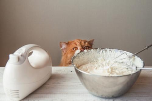 ケーキ用のホイップクリームを眺める猫
