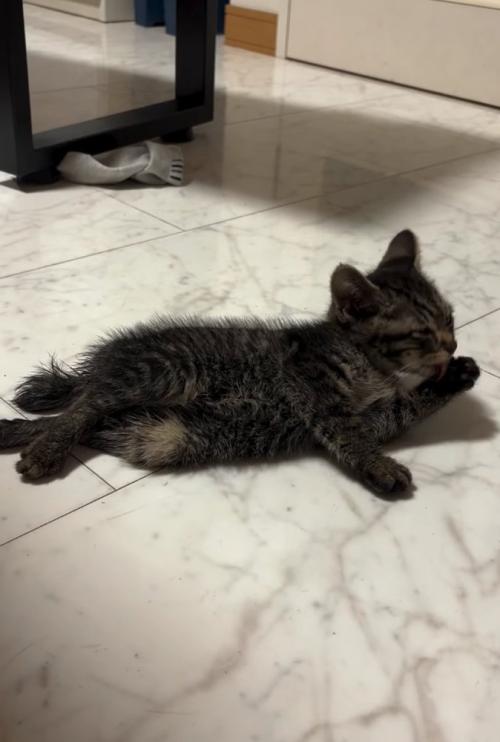 ご飯を食べる子猫