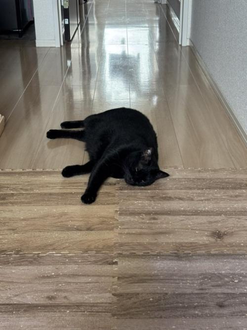 行き倒れている黒猫