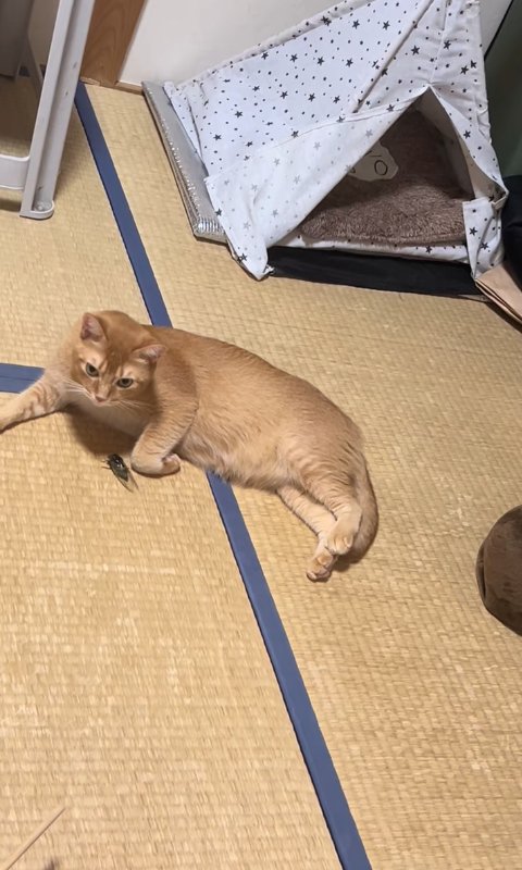 セミのそばにいるカメラ目線の猫