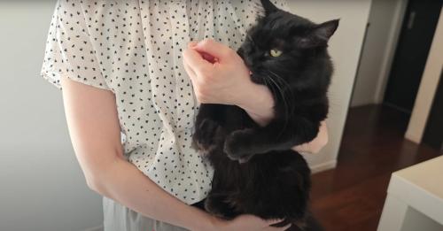 嬉しそうな猫