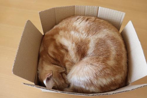 段ボールに丸まって寝る猫