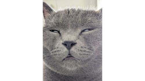 白目をむいている猫