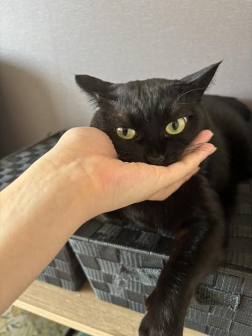 手を噛んでいる猫