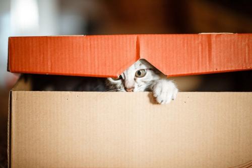 段ボールから顔を覗かせる猫