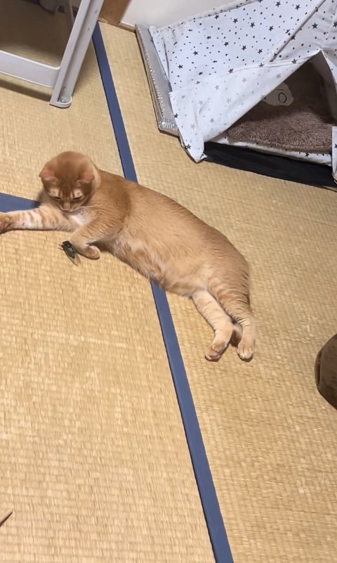 左前足に当たったセミを凝視している猫