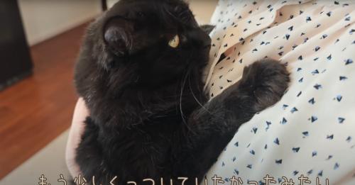 抱き着く猫