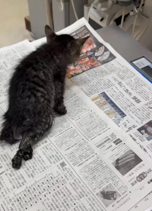 下半身を引き摺りながら歩く子猫