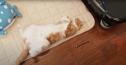 へそ天する猫
