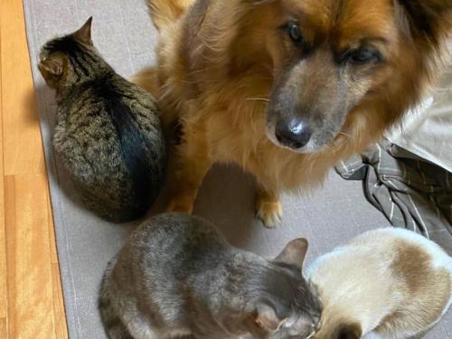 猫たちに囲まれる犬