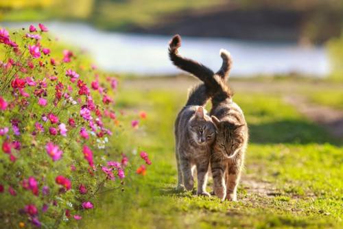 寄り添って歩く2匹の猫
