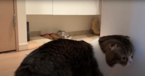 逃げるように去る猫