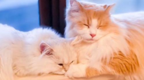 寝ている猫たち