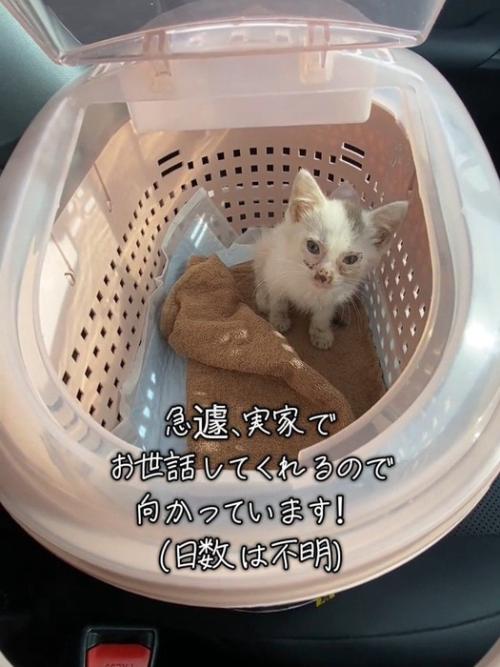キャリーの中で座る子猫