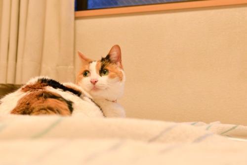 飼い主に呼ばれて振り返る三毛猫