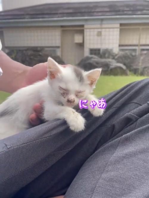 人の膝の上で鳴く子猫