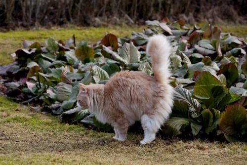マーキングする猫