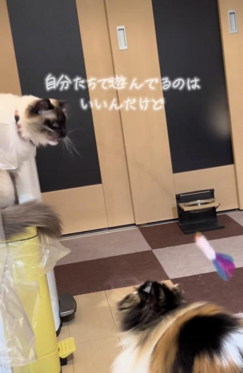 おもちゃで遊ぶラグドールとスコティッシュフォールド%2人だけで遊べるの偉いね