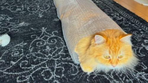 ぷちぷちで遊ぶ猫