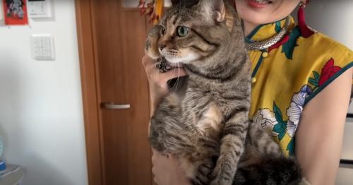 抱っこされる猫