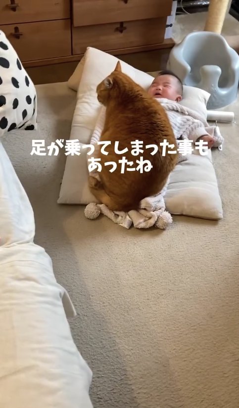 横になる赤ちゃんの上に乗っている猫