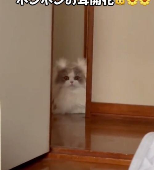 カメラ目線の猫