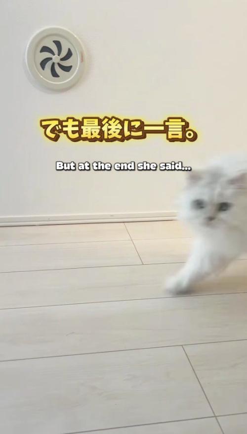 カメラに視線を向ける猫