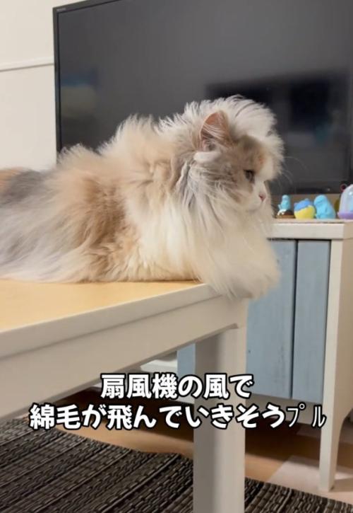 ライオンみたいな猫