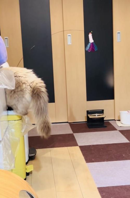 ゴミ箱から降りられないラグドール