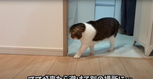 台所から出る猫