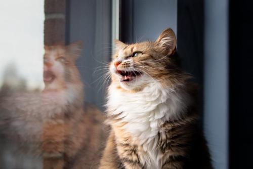 窓辺で鳴く猫
