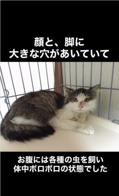 横になっている猫