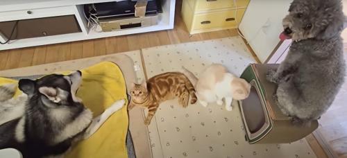 犬2匹と子猫2匹