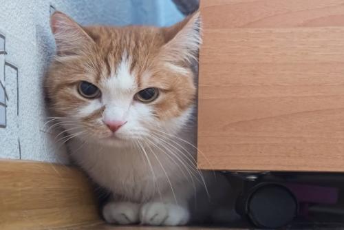 家具の間に隠れる猫
