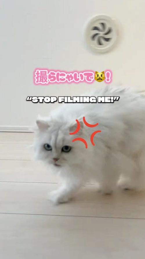 カメラに向かって鳴き声をあげる猫