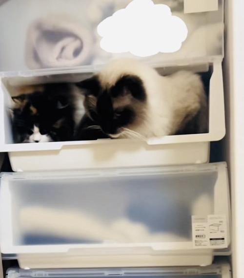 クローゼットに入るラグドールとスコティッシュフォールド