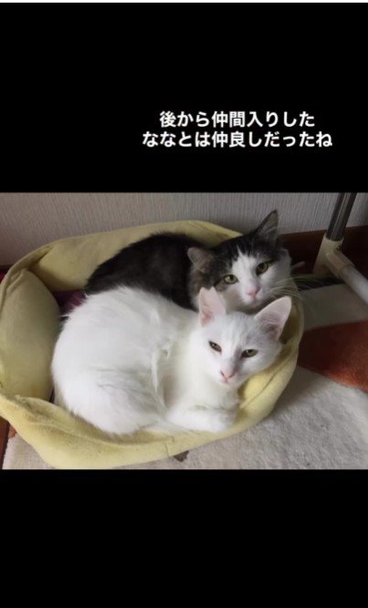一緒に布団に入っている2匹の猫
