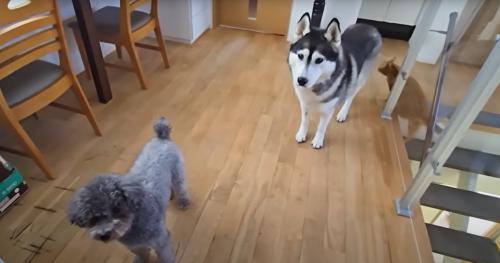 犬2匹と子猫