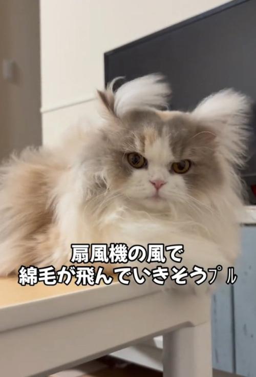 角が生える猫