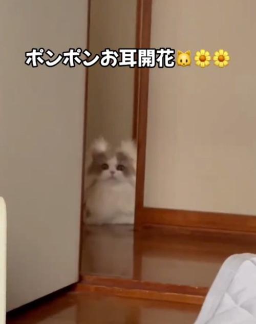 見つめる猫