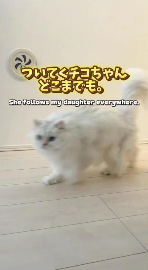 女の子のあとを追いかける猫