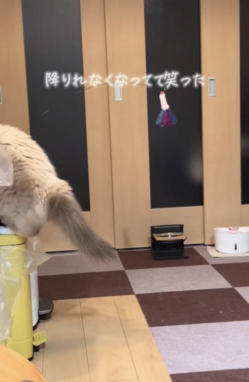 ゴミ箱から降りられないラグドール