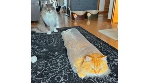 ぷちぷちで遊ぶ猫