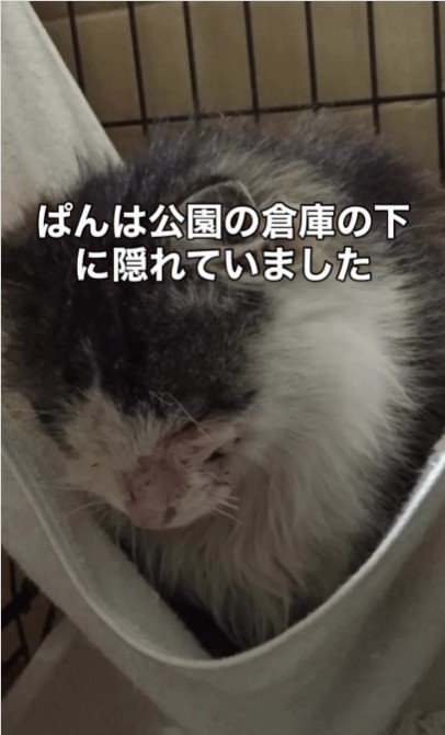 座っている猫