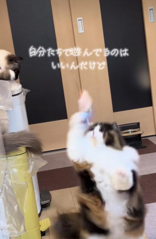 おもちゃで遊ぶラグドールとスコティッシュフォールド