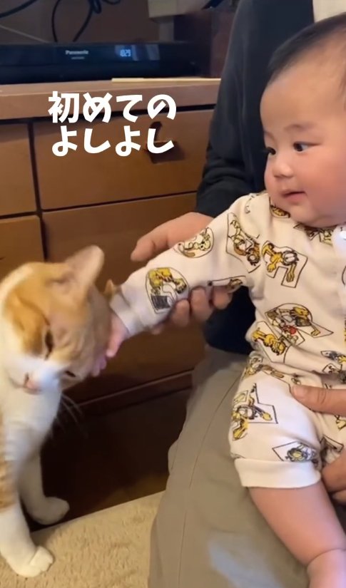 赤ちゃんの手に頭をすりつけている猫