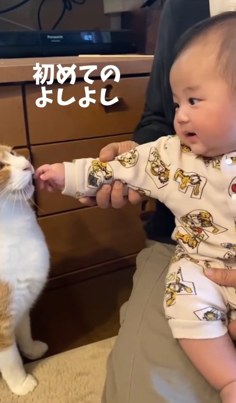 猫の顔に手を近づけている赤ちゃん